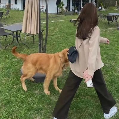恐龙之子